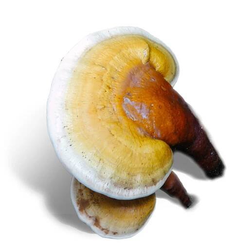 Ganoderma Resinaceum (Leskokôrka živicovitá, žlté reishi)