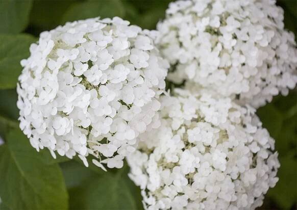 Ballhortensie 'Strong Annabelle' • Hydrangea arborescens 'Strong Annabelle'