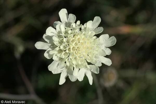 fotografický klíč k určování cévnatých rostlin :: BOTANICKÁ FOTOGALERIE