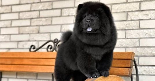 Chow Chow Prices 2024: Purchase Cost, Vet Bills, Grooming, and More!