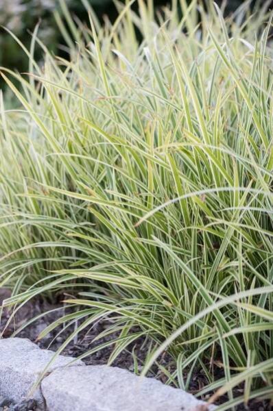 Carex morrowii 'Goldband'