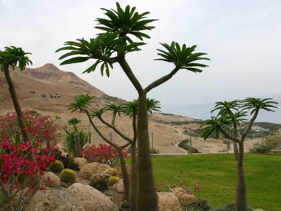 Ejn Gedi (kibuc) – Wikipedie