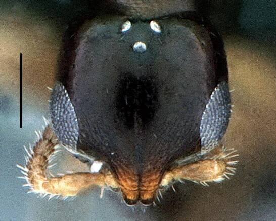 Bethylidae - WaspWeb