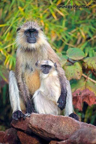 Gray Langur (Semnopithecus dussumien)