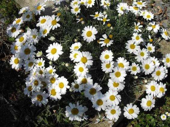 Rhodanthemum hosmariense - Wikipedia