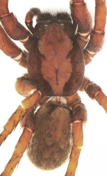 Ziggy Stardust and the 54 Spiders | Senckenberg Society for Nature Research