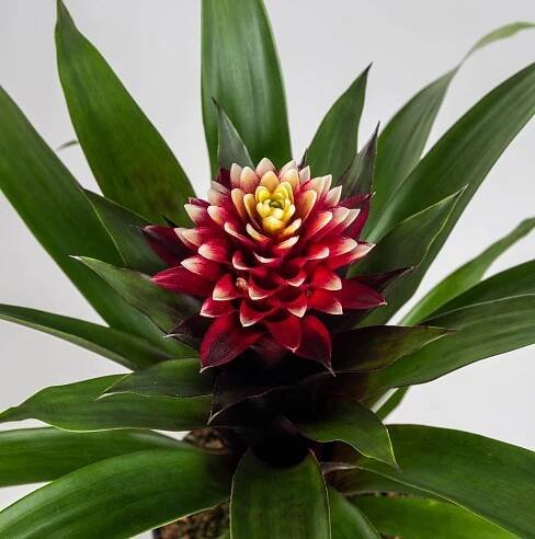 Bromélie, Guzmania Francesca, vínovo - krémová | ZAZUMi.cz