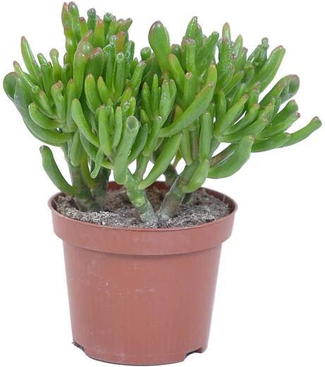 Různé odrůdy tlustice (Crassula), pr. květináče cca 12 cm