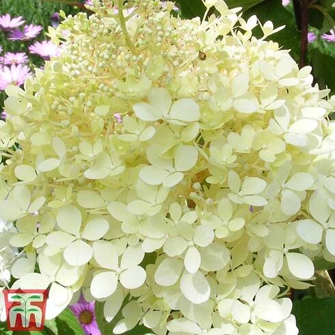 Hydrangea paniculata 'Phantom' plants | Thompson & Morgan