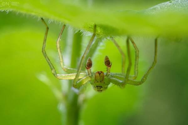 Maloočka smaragdová (Micrommata virescens)