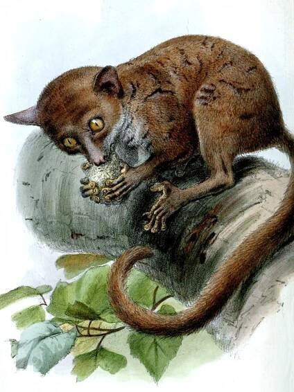 Western dwarf galago