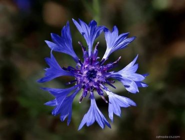 Chrpa modrá (Centaurea cyanus)