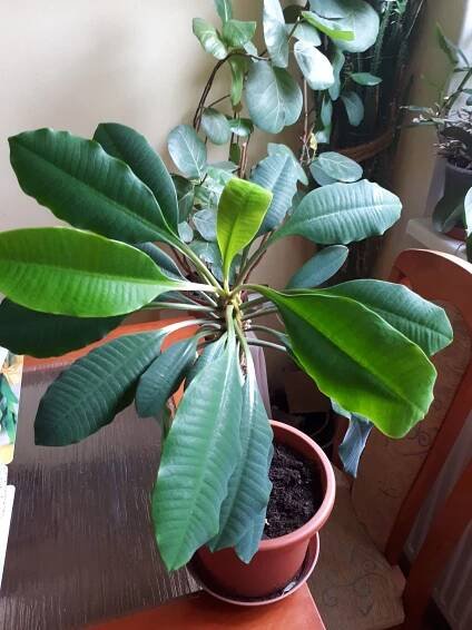 Pokojovky: Pryšec běložilný- Euphorbia leuconeura.