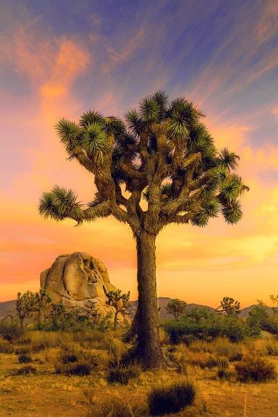 Joshua Tree