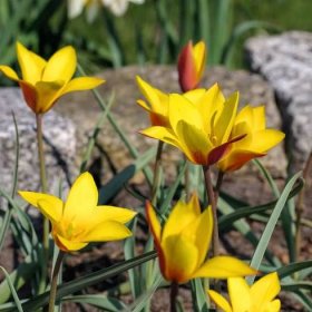 Tulipán Chrysantha – Tulipa – cibule – pěstování – podzimní výsadba