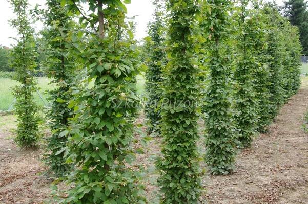 Habr (CARPINUS) Různé odrůdy | Trombone Tree Nursery Trombone Nursery 