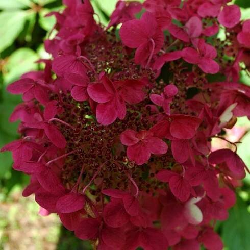 Hortenzie latnatá-Hydrangea paniculata Wims Red | Zahrady ART Jaroměř