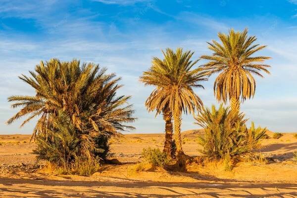 Home | Buggy Tours Gran Canaria