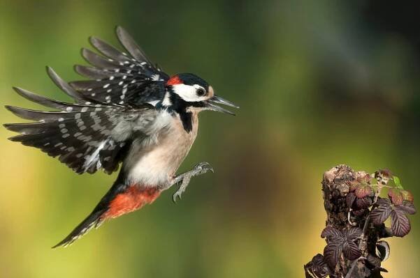 Strakapoud velký (Dendrocopos major) přistávající – FJAH / Shutterstock