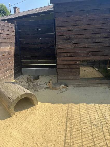 Druháci v MiniZoo Vendryně | ZS Waldorfska