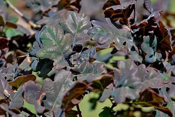 Quercus robur 'Atropurpurea' - dub letní - listy - líc 