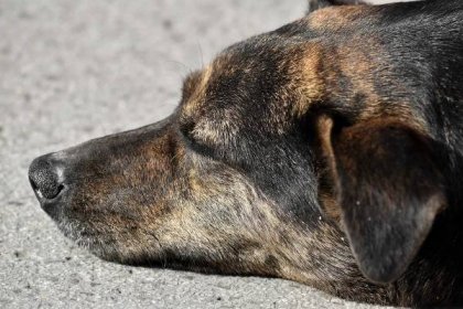 Bezplatný obrázek: pes, ucho, nos, kůže, spící, portrét, psí, zvíře, lovecký pes, domácí zvíře
