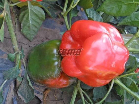 PROFI, Zelenina SEMO - Paprika roční Rubika F1, p2533

