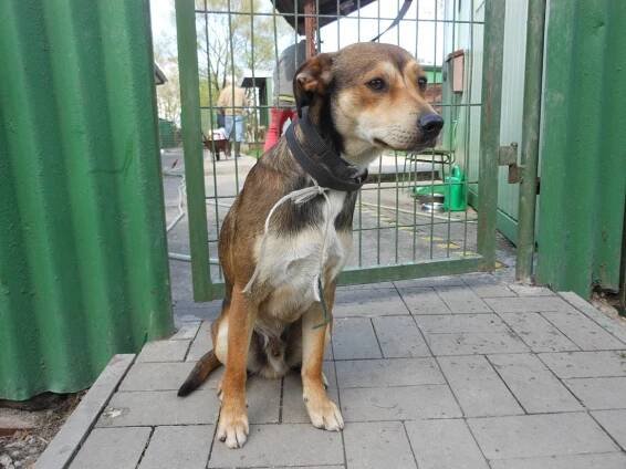 Psi k adopci z útulků, azylů a neziskových organizací