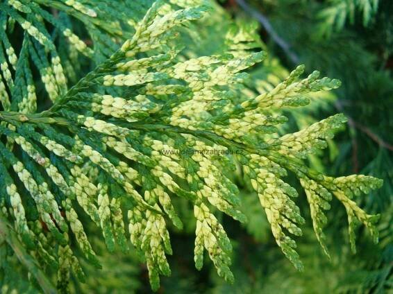 Thuja "PLICATA ZEBRINA"