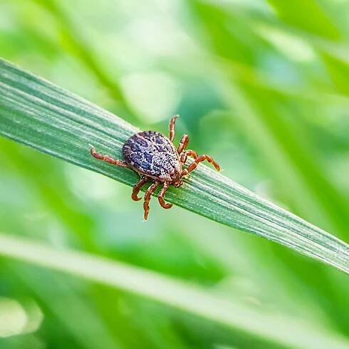 Borelióza, protilátky IgM, IgG | Laboratoř | Immunia | Centrum prevence a léčby alergií a poruch imunity