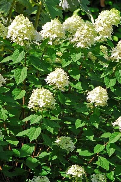 Little Lime® Hydrangea Shrub (Hydrangea paniculata ‘Jane’)
