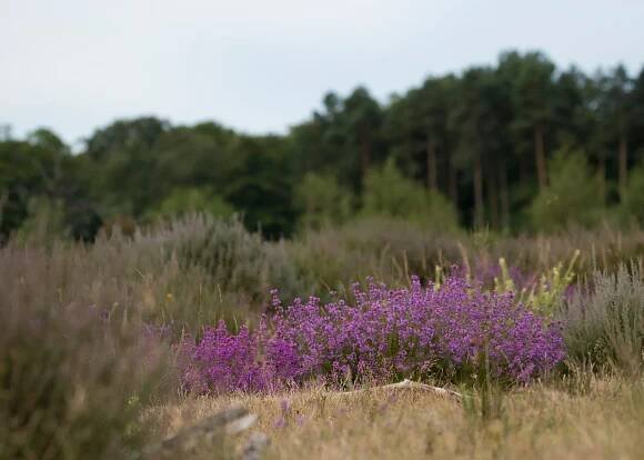 Bell Heather, RSPB Farnham Heath