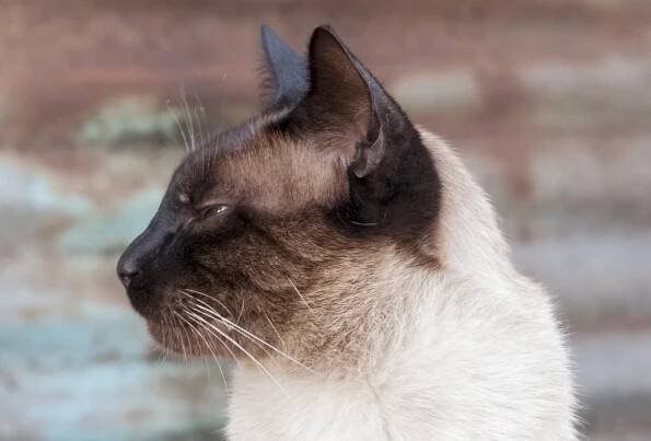roztomilý, cat, srsti, očí, příroda, kočkovitá šelma, pet, kotě, siamská kočka