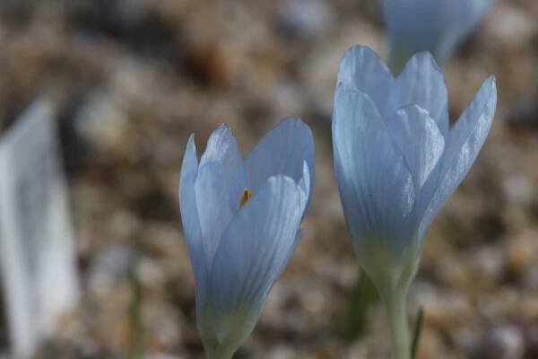 Popis Crocus baytopiorum