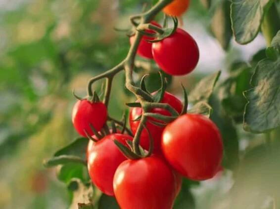 Deshalb sollten Sie regelmäßig Tomaten essen