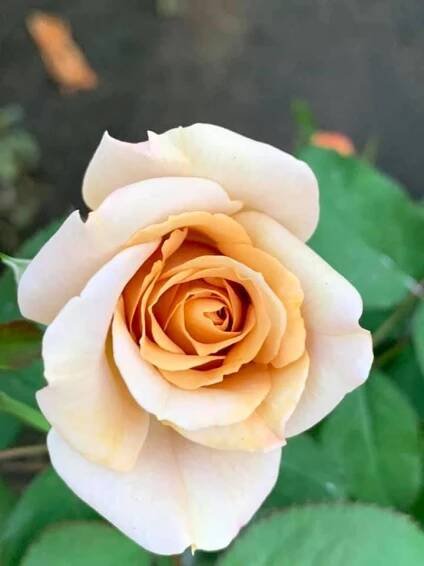 'Honey Dijon' Rose » Rose Plants • Teo Joo Guan Horticulture