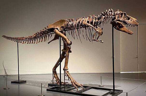 Kostra dinosaura se vydražila za 144 milionů. Majitel by ji měl dát muzeu, míní vědci
