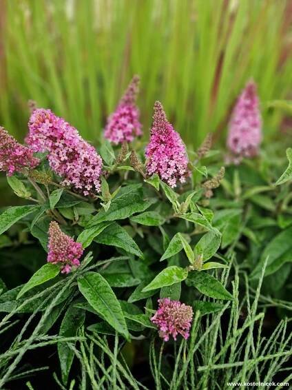 Buddleja davidii 'Buterfly Candy Little Ruby'