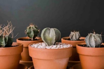 Star Cactus: Plant Care & Growing Guide