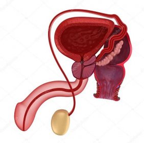 Stáhnout - Mužský reprodukční systém a konečníku — Stock obrázek