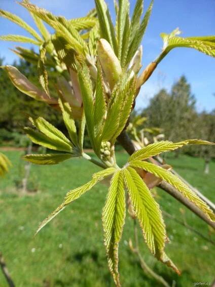 Jírovec pávie, pávie červená - Aesculus pavia Humilis