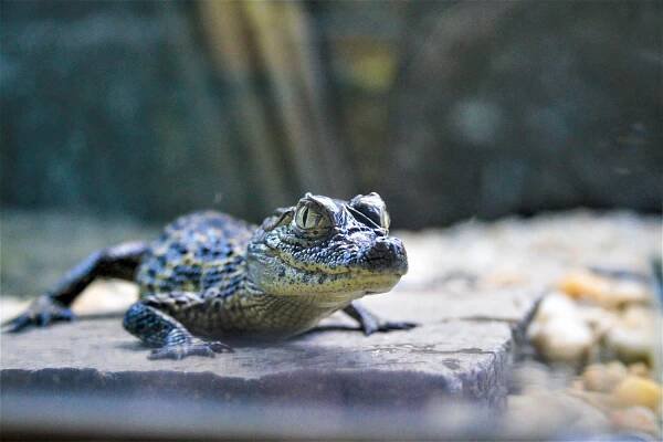 Krokodýlí zoo Protivín - Protivín, Jižní Čechy | Regiontourist.cz