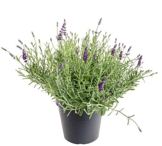 Levandule lekařská, Lavandula angustifolia Hidcote, skladem