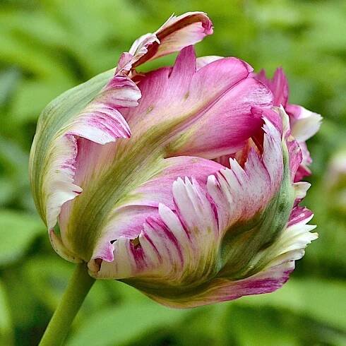 Exotický papouščí Tulipán 5 ks cibulovek tulipánů