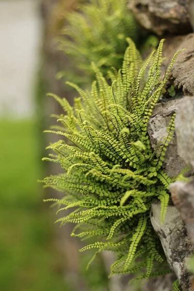 Projects/ Karena's Garden — Karena Batstone Design