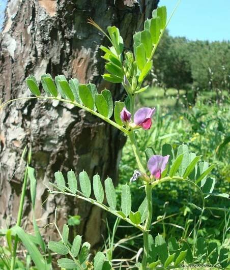 Vikev setá (Vicia sativa)