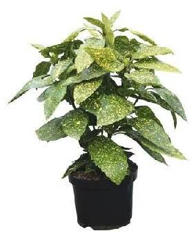 Květináč Aukuba japonská FloraSelf Aucuba japonica 'Variegata' výška 40-50 cm květináč 4 l