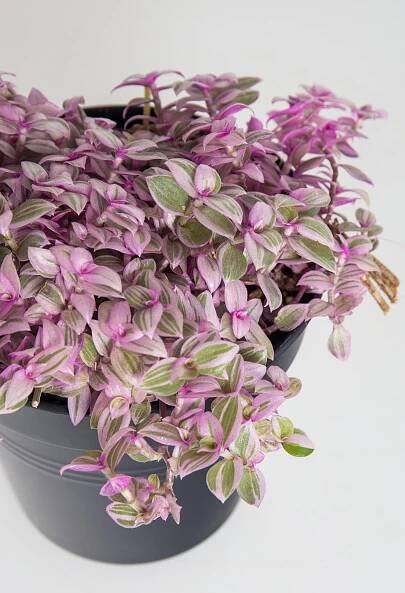 Kalísie Rosata, Callisia repens Rosata, skladem | ZAZUMi.cz