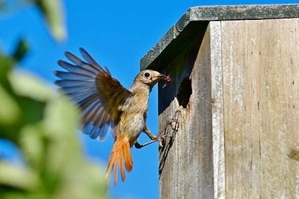 Návod na výrobu ptačí budky: rozměry budky pro různé druhy ptáků a přehled nejčastějších chyb