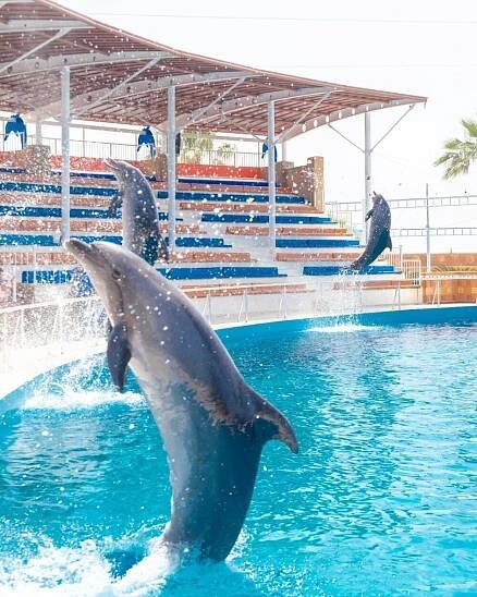 Delfíní show SeaAlanya - Alanya, Turecko - delfíní vás pobaví